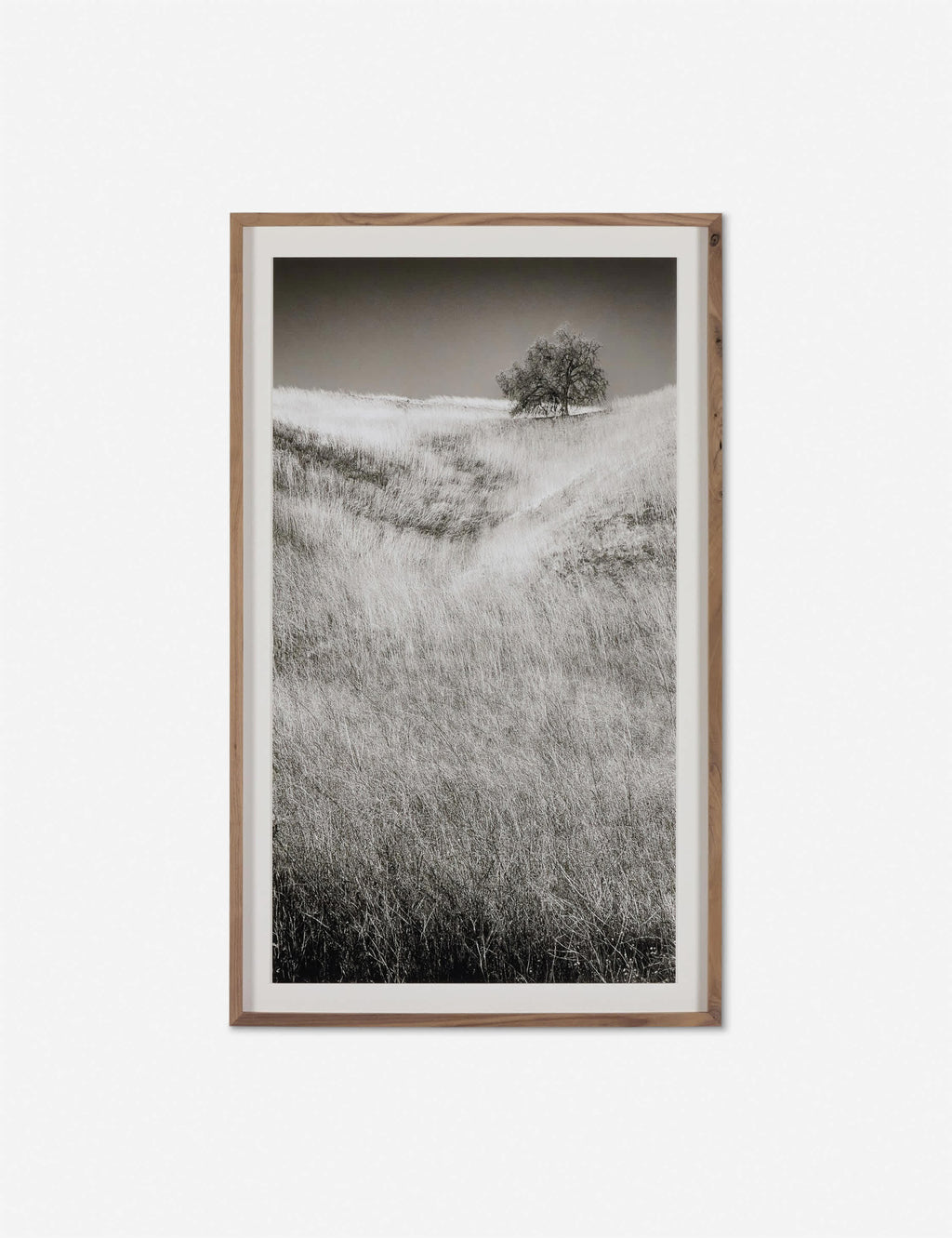 Tirage photographique « Calabasas Oak » par Geoffrey Baris