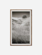 Tirage photographique « Calabasas Oak » par Geoffrey Baris